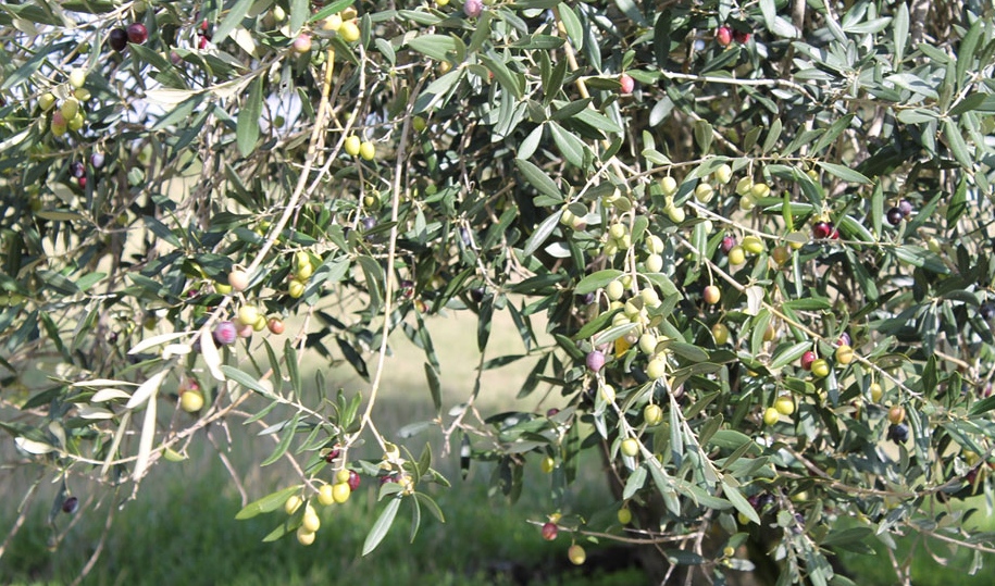 Mattioli Francesco Nicola